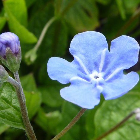 4 x Petite bourrache - Omphalodes verna  - godet 9x9 cm (1/5)
