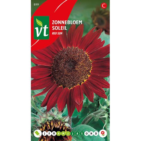 Tournesol Red Sun - Ca. 1 gr (Livraison Gratuite) (1/2)