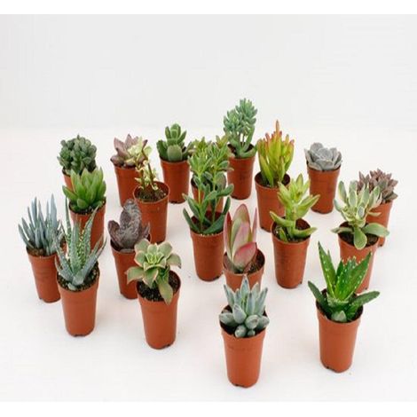 Lot de 20 Pots de Culture pour Semis et Jeunes Plants en Plastique Durable Ø 5,5 cm - PANGIVO