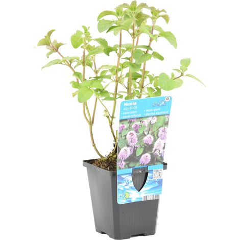 Bloomique - Mentha Aquatica - Menthe aquatique - Plantes de bassin - Plantes aquatiques - Résistante au gel - 10-20 cm de haut - Pot 9 cm