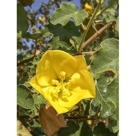 Frémontodendron californicum Pot de 2L/3L (1/3)