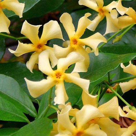 Lot de 2 - Trachelospermum Jasminoides - Jasmin de Toscane - Jaune - Plante grimpante - Plante de jardin - Rustique - Persistant - 50-70 cm - Pot de 15 cm (1/4)