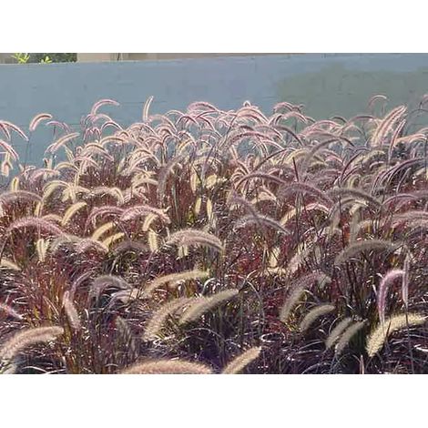 Gardenaria Pennisetum setaceum 'Rubrum' - Graminacea ornamentale da esterno - Altezza: 60 cm (vaso 17)