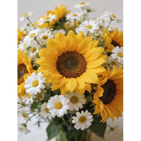 Lot de Graines de Fleurs – 2000 graines de marguerites blanches + 500 graines de tournesol – Mélange Non-OGM – Floraison Abondante – Convient pour le jardin, le balcon, les pots et les fleurs fraîches (1/5)
