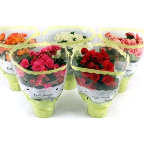 Pack de 6 Plantas Natural Begonia Elatior Variadas