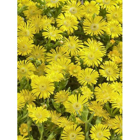 Pourpier 'Wheels of Wonder Golden' Pot de 2L/3L (1/3)