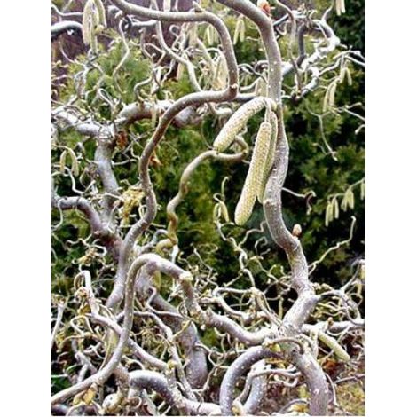 Noisetier tortueux 'Contorta' Pot de 3L/4L (1/4)