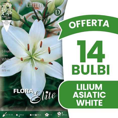 OFFERTA 14 BULBI PRIMAVERILI LILIUM ASIATIC WHITE BULBO BULBS