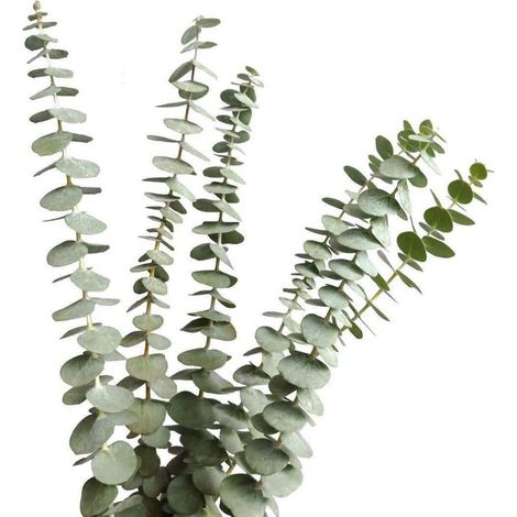 Branches D'eucalyptus Séchées - 45 cm - Décoration Intérieure et Événements - 12 Pièces