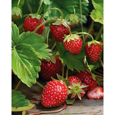 2 sachets - Graines de fraisiers sauvages Baron Von Solemacher (Fragaria vesca) vivace (1/3)