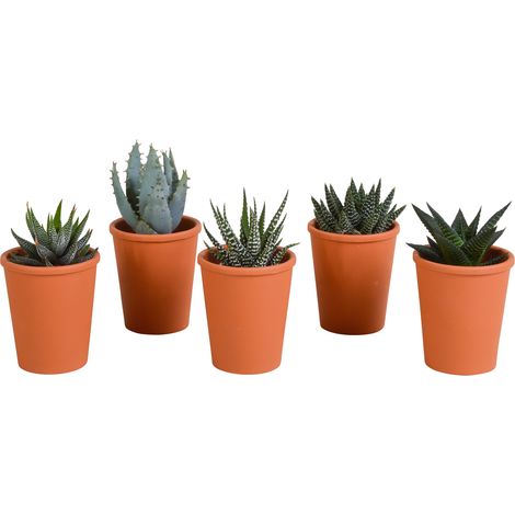 Mélange de 5 Succulentes Gasteria et Haworthia en Pots en Terre Cuite Méditerranéenne Ø 5,5 cm - PANGIVO (1/5)