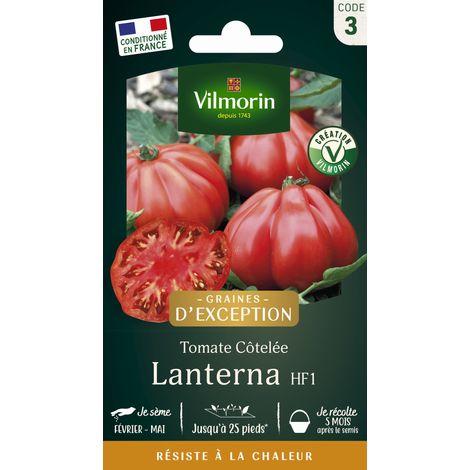 Vilmorin Tomate Lanterna F1 - Graines d'Exception (1/2)