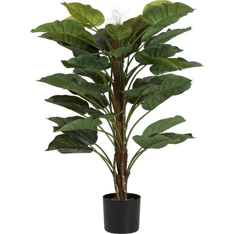 Plante Rhadhidophora Aureum 80X80X170 Cm (1/2)