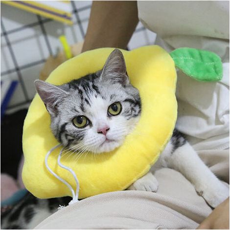 TRIOM pour Animaux De Récupération pou Chat, Collier de Protection pour Animaux Réglable pour Anti-Morsure pour Animaux De Compagnie Doux Mignon Collier De Chat Capuche (1/5)