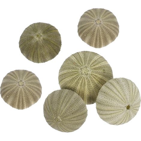 STOBOK Set mit 6 Mini-Töpfen aus natürlichen Seeigelschalen für Luftpflanzen (1/5)