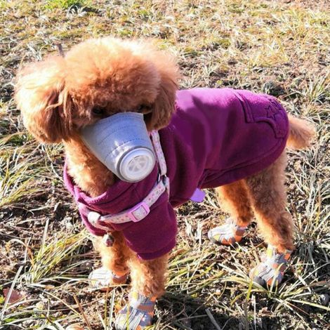 Masque Anti-Pollution PM2.5 pour Chien - Protection Respiratoire avec Buse et Sangle Ajustable (1/5)