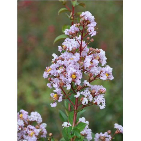 Lilas des Indes Camaieu D Ete® 'indycam' Pot de 4L/5L