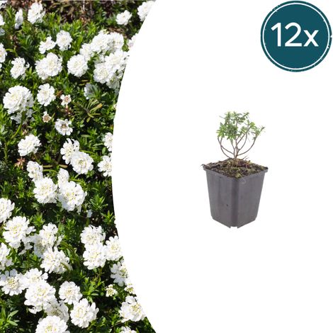 Lot de 12 Iberis sempervirens 'Schneeflocke' Corbeille d'Argent Vivace Couvre-sol Blanc 10-25 cm - PANGIVO (1/5)