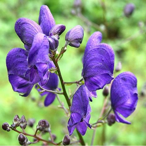 4 x Casque de jupiter - Aconitum napellus  - godet 9x9 cm