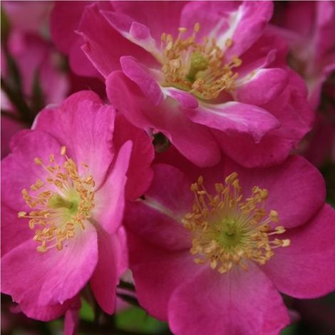 2 x Rosa - Kordes Nectar Rosier - Rosa 'Lupo'® (1/4)
