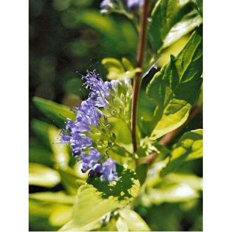 Barbe-bleue, Spirée bleue 'Worcester Gold' Pot de 2L/3L (1/3)