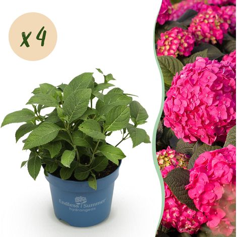 Lot de 4 Hortensias Hydrangea Summer Love Red - Fleurs Rouges - Pot 14 cm - Hauteur 20-25 cm - PANGIVO (1/5)