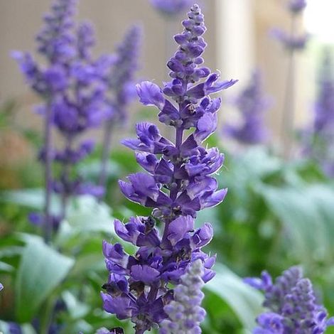 6 x Salvia Nemorosa 'Blaukoenigin' - Pot de sauge des bois 9x9 cm - Fleurs bleu profond (1/4)