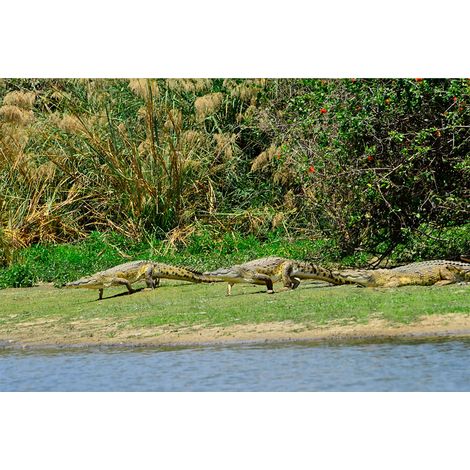 Papier peint panoramique animal à motif crocodile Tapisserie panoramique nature vert et bleu Papier peint panoramique salle de bain zen (1/2)