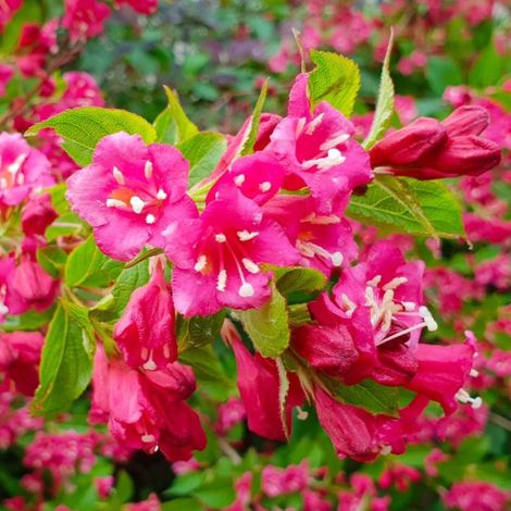 Pépinières Naudet – Weigela 'Bristol Ruby' – Arbuste caduc de 2 à 3m – Fleurs roses au printemps – Exposition ensoleillée à mi-ombre