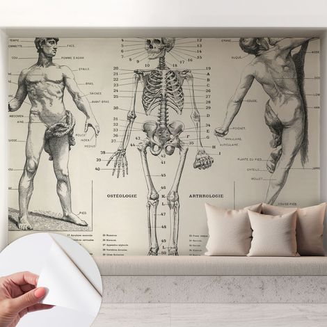 Papier peint adhésif avec colle pour décoration moderne de salon chambre à coucher cuisine et bureau Facile Anatomie classique 208x146 cm (1/5)