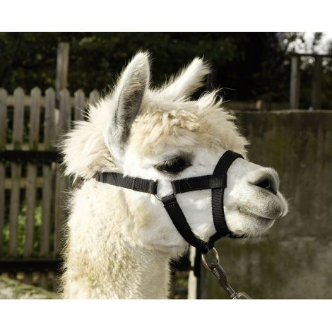 Cavezza per Alpaca con chiusa a scatto (1/4)