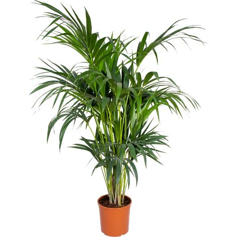 Bloomique - Howea Forsteriana - Palmier Kentia - Plante d’intérieur - Dépolluante - Sans danger pour les animaux - 120-140 cm de haut - Pot 24 cm