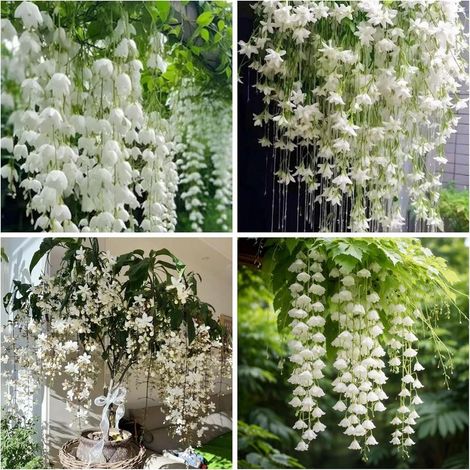 Semences Jasmin Grimpant 200 pcs – Plante Parfumée pour Jardin, Balcon et Décoration Extérieure (1/5)