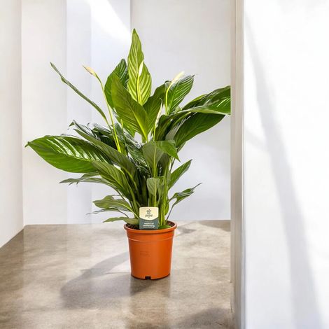 Gardenaria Spathiphyllum 'Sweet Lauretta' - Pianta da interno ornamentale - Altezza: 80 cm (vaso 19) (1/5)