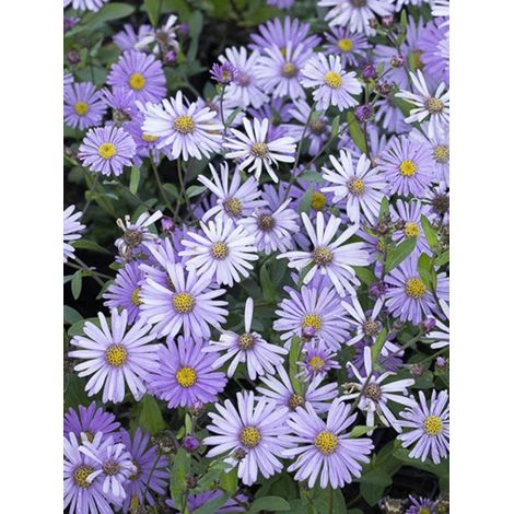 Aster 'JS Bart's Blue Beauty' Godet de 8/9 cm (1/3)