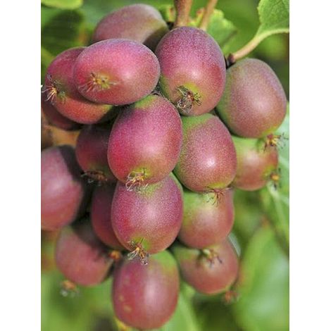 Kiwi, Kiwai 'Ananasnaya' femelle Godet de 8/9 cm (1/2)