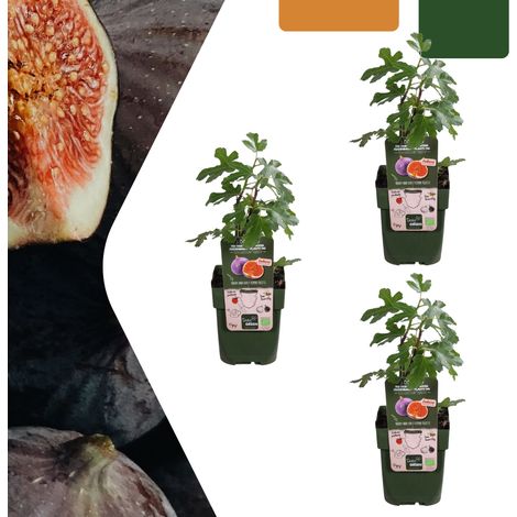 Lot de 3 Figuiers Bio Ficus carica Plantes Fruitières pour Jardin Pot Ø 13 cm H 20-25 cm - PANGIVO (1/5)