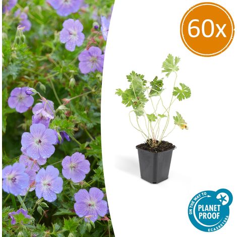 Lot de 60 Géraniums Rozanne Vivaces Couvre-sol à Fleurs Violettes Pot Ø9cm H10-25cm - PANGIVO (1/5)