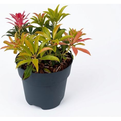 Bloomique - Pieris Forest Flame - Bruyère des rochers - Arbuste - Plante de jardin - Feuillage à pointes rouges - Fleurs blanches en forme de cloche - Rustique - Persistant - Hauteur 25-30 cm - Pot de (1/4)