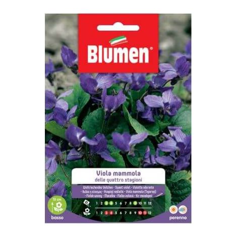 SEMI VIOLA MAMMOLA QUATTRO STAGIONI BLUMEN