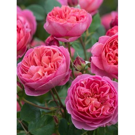 Rosier anglais 'Boscobel' Pot de 4L/5L