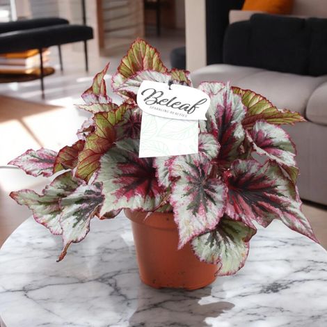 Gardenaria Begonia rex 'Evening glow' - Pianta da interno ornamentale - Altezza: 22 cm (vaso 12) (1/4)