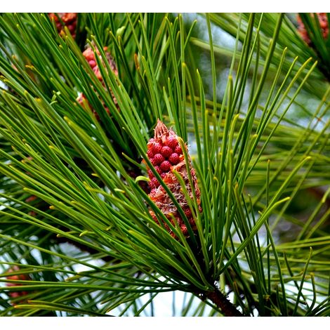 Semillas de Pino Mar�timo. Pinus Pinaster. 50 Gramos