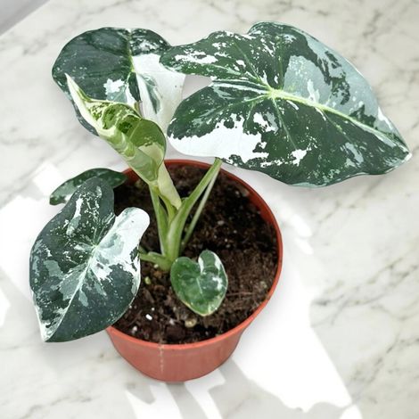 Gardenaria Alocasia 'Frydek' - Pianta da interno ornamentale - Altezza: 40 cm (vaso 12)