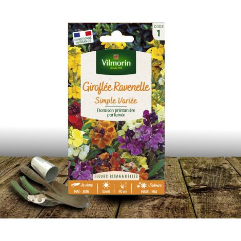 Graines de Giroflée ravenelle variée - Vilmorin/Sachet