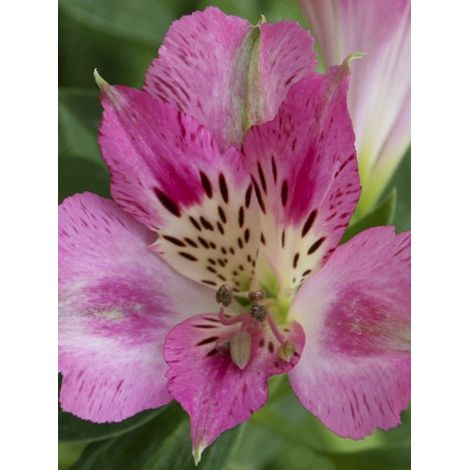 Lis des Incas 'Pitchounes Rosie' Godet de 8/9 cm