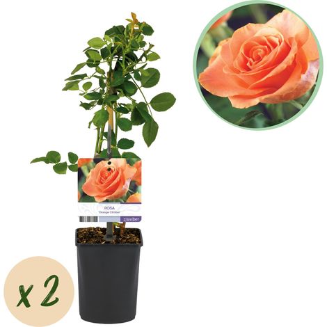 Rosier Grimpant Rosa Orange Climber à Fleurs Orange - Lot de 2 Plantes - Pot 11 cm Hauteur 40 cm - PANGIVO (1/5)