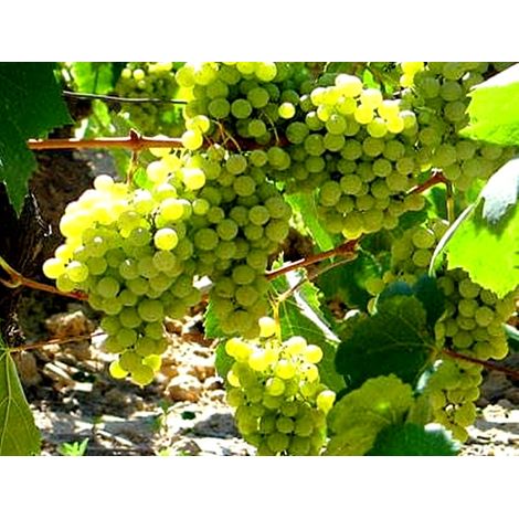 Planta Vid Uva Blanca Macabeo. Maduraci�n Tard�a
