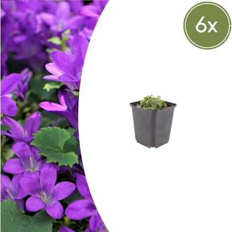 Lot de 6 Campanules de Dalmatie Vivaces Couvre-sol Fleurs Violettes H10-25cm Pot Ø 9cm - PANGIVO (1/5)