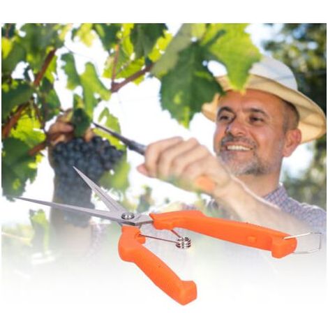 Ciseaux à Fruits et Légumes Allongés pour Récolte, Idéals pour la Taille des Grappes de Raisin - (1/2)